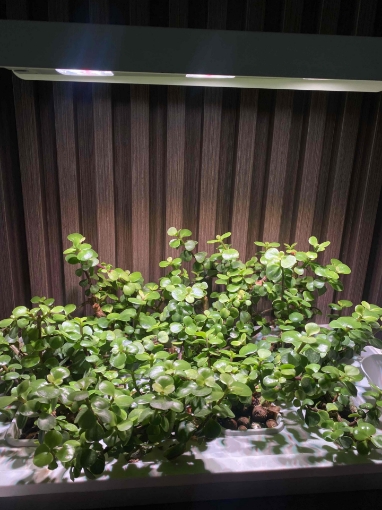 Picture of babytear plant